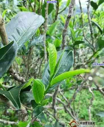 从云南古树普洱茶种植全解析：品种、种植技术、市场需求与价值等方面探讨