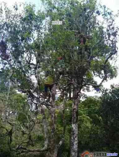 从云南古树普洱茶种植全解析：品种、种植技术、市场需求与价值等方面探讨