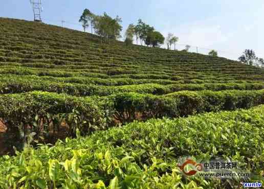 种植普洱茶每亩效益