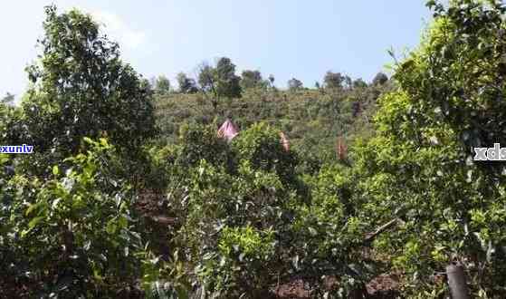 种植普洱茶每亩效益