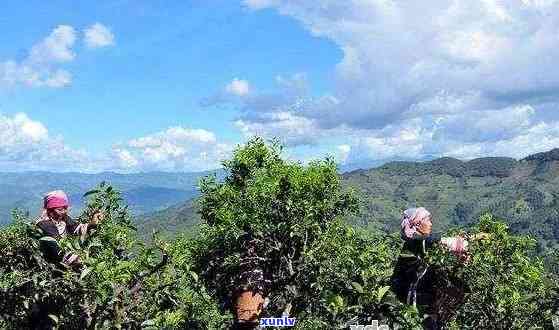 勐海有名的普洱山头是哪里：勐海县的四大茶山及山寨详细介绍