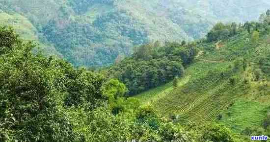 勐海有名的普洱山头是哪里：勐海县的四大茶山及山寨详细介绍