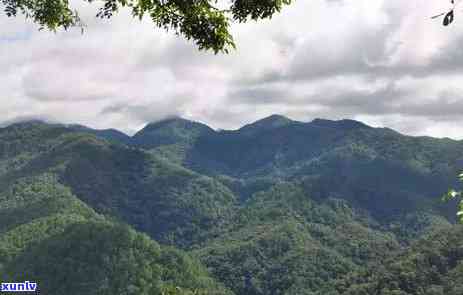 探索勐海茶区：班章与布朗两大主要产区的山头茶奥秘