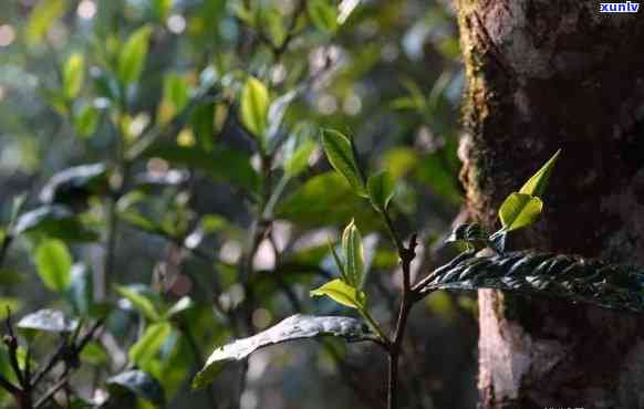 勐海著名的普洱山头茶品种一览：了解这些茶，让你成为普洱茶专家