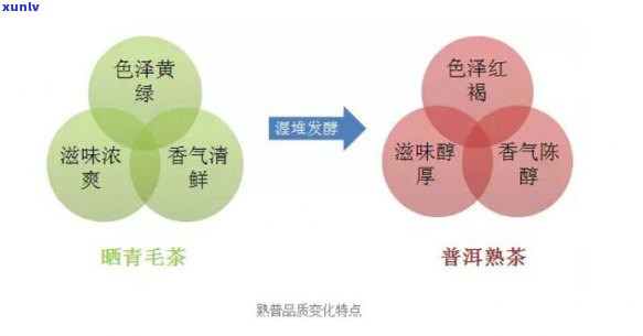 探寻普洱茶熟茶的香气奥秘：哪些香味成分构成了迷人的综合体