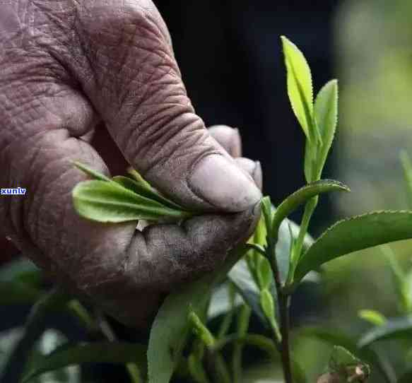 普洱生茶的茶颜色及相关变化：发红、随时间的变化及种类概述