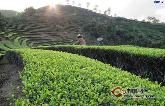 云南普洱绿茶种植的适宜品种及其产业发展