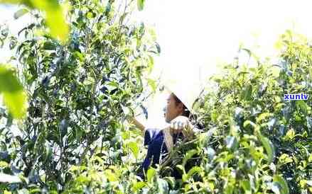 普洱茶种植最合适的时间及成熟期