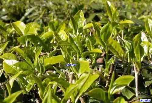 普洱茶种植的节性变化：什么时候是种植时间？