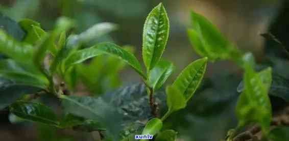 普洱茶种植的节性变化：什么时候是种植时间？