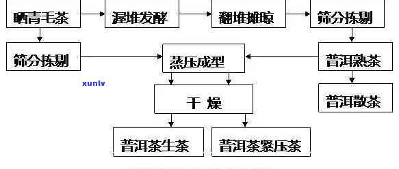 云南普洱茶的绿色种植与精细加工工艺解析