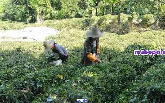 普洱茶种植过程中是否使用农药？探讨农药对普洱茶品质的影响及相关措