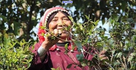 云南普洱茶种植与加工的关键技术及其工艺流程探析