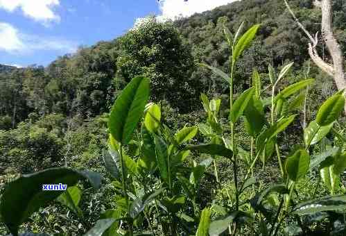 普洱茶树的精细种植与管理：全方位的技术解析与实践步骤