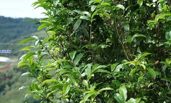 普洱茶树的精细种植与管理：全方位的技术解析与实践步骤