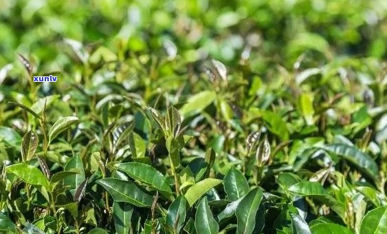 从茶树种植到普洱茶收获：全面掌握普洱茶栽培技术与注意事项