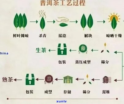 普洱茶种植加工技术