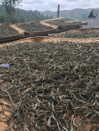 普洱茶种植加工技术