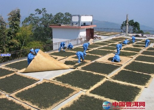 普洱茶种植加工技术