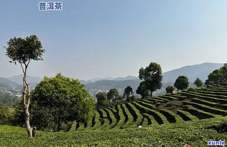 普洱茶种植基地在哪里：完整且包含全部意思的标题