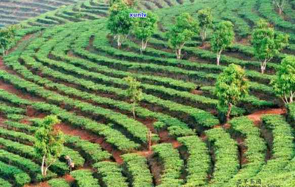 普洱茶种植基地在哪里：完整且包含全部意思的标题