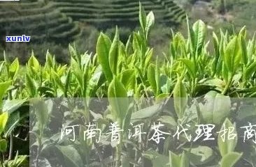 普洱茶河南能种植吗