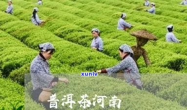 普洱茶河南能种植吗