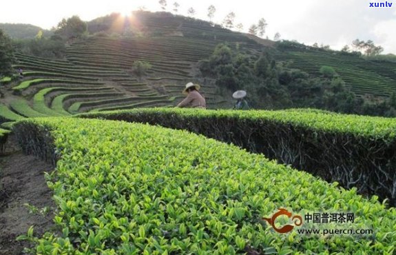 普洱茶河南能种植吗