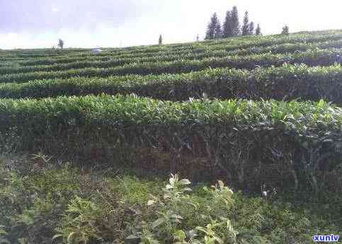 北方茶树种植技术：普洱茶的北上之路