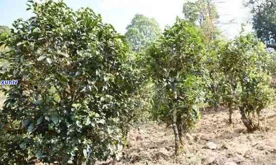 北方茶树种植技术：普洱茶的北上之路