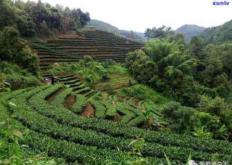 普洱茶在北方种植吗