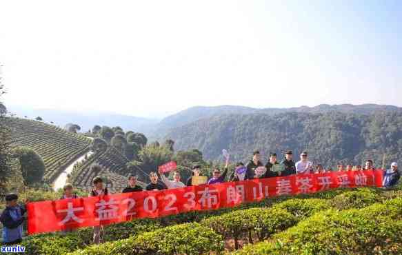 大益普洱茶种植基地