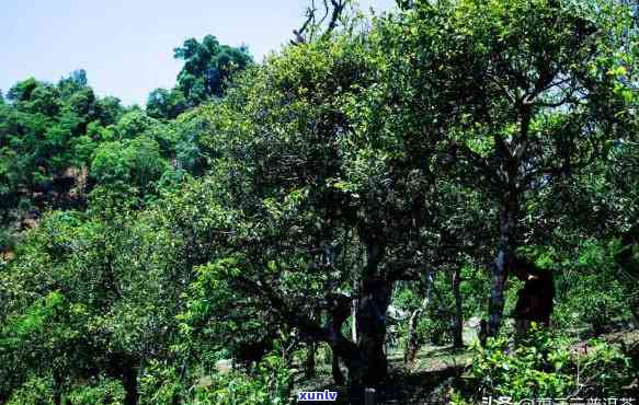 北方适宜种植的茶树品种：普洱茶在北方环境中的表现如何？