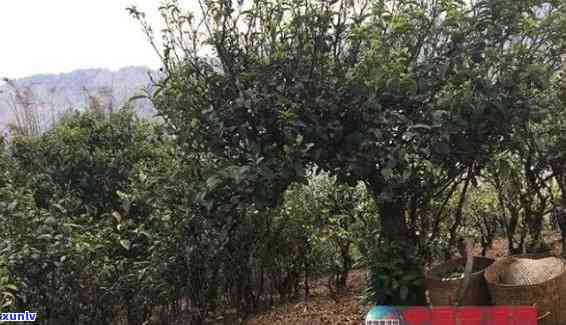 北方适宜种植的茶树品种：普洱茶在北方环境中的表现如何？