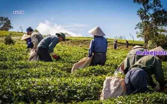 普洱茶的种植、栽培与管理技术详解：从土到收获全程解析