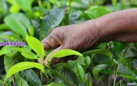 掌握普洱茶树生长的科学种植与培育技巧：步骤、选择、繁殖和解析