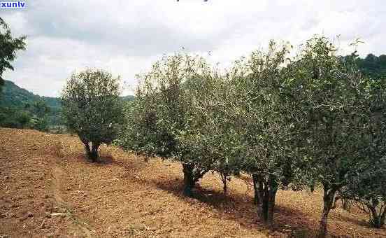 普洱茶种植技术全面指南：从土、气候到采摘与加工，一应俱全