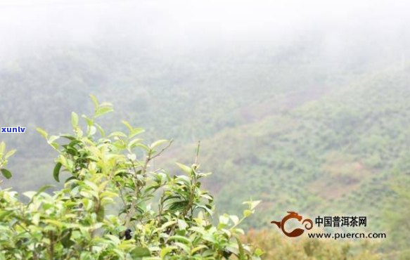 新探索贵州茶文化与雨林生态，了解普洱茶加盟费用及投资详情