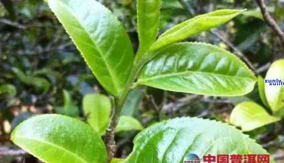 云南大叶普洱茶种植时间及相关条件与品种介绍