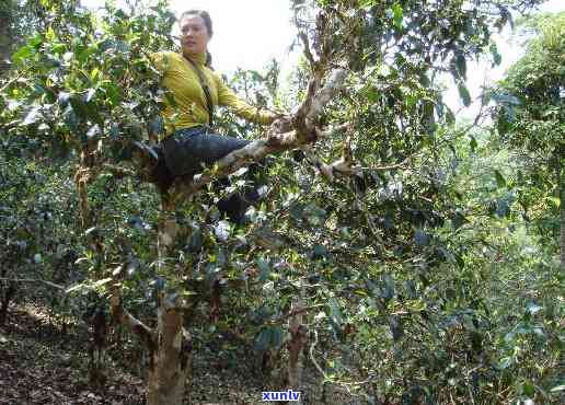 云南大叶普洱茶种植