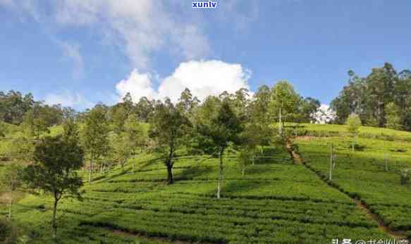 老班章茶园中的有机台地普洱茶：一种独特的茶韵体验