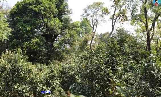 老班章茶园中的有机台地普洱茶：一种独特的茶韵体验