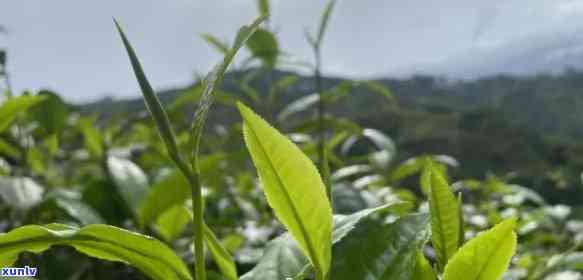 老班章茶园中的有机台地普洱茶：一种独特的茶韵体验