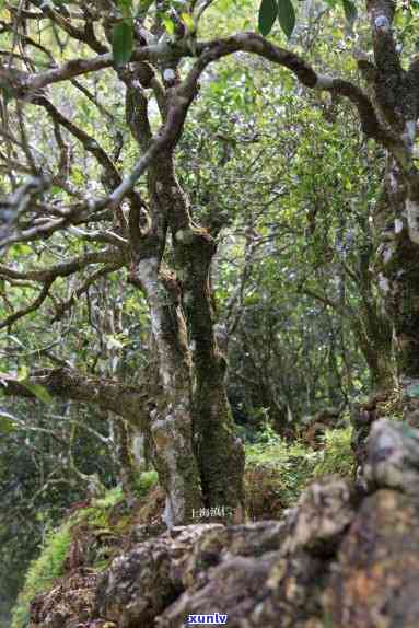 云南特色锦绣古树滇红茶王：阿里山深处的珍贵红茶之旅