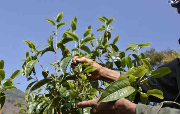 绿色生态茶叶示范基地：云南普洱茶的现代化种植与工艺创新