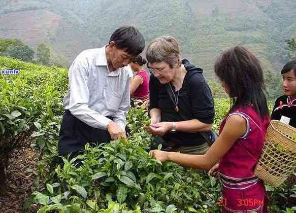 云南普洱茶的种植范围、面积和总产量：全面解析与数据分析