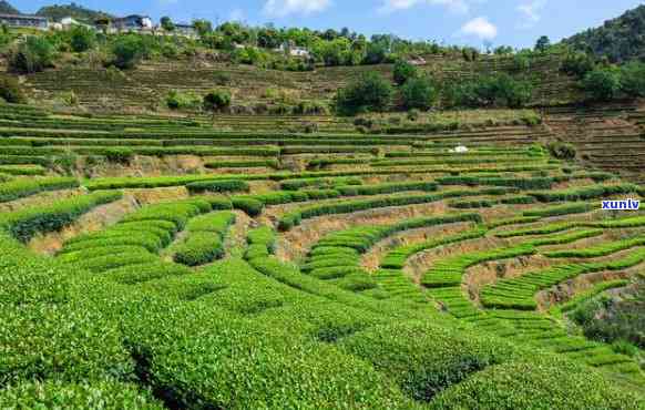 龙岩地区优质茶叶供应商联系 *** 