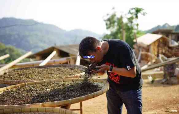 普洱茶种植加工商机关全面解析：从种植到加工的完整过程及市场现状