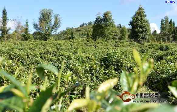 普洱茶种植技术全面指南：从土管理到收获与加工，解决您的所有疑问