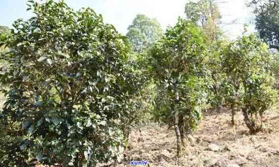 普洱茶种植技术全面指南：从土管理到收获与加工，解决您的所有疑问